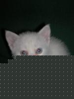 Click image for larger version

Name:	bianca 006.jpg
Views:	86
Size:	30.5 KB
ID:	15968513
