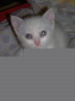 Click image for larger version

Name:	bianca 007.jpg
Views:	96
Size:	34.5 KB
ID:	15968514