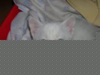 Click image for larger version

Name:	bianca 016.jpg
Views:	96
Size:	63.1 KB
ID:	15968516