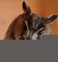 Click image for larger version

Name:	ofug.jpg
Views:	208
Size:	71.8 KB
ID:	15968862