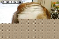 Click image for larger version

Name:	BD313 - Cane da riporto.jpg
Views:	155
Size:	52.4 KB
ID:	15969198
