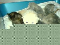 Click image for larger version

Name:	cuccioli2.jpg
Views:	104
Size:	44.6 KB
ID:	15969540