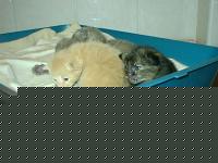 Click image for larger version

Name:	cuccioli3.jpg
Views:	97
Size:	42.4 KB
ID:	15969541