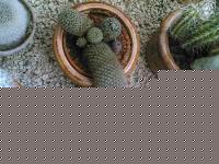 Click image for larger version

Name:	Copia di Caztus.jpg
Views:	205
Size:	66.6 KB
ID:	15969992