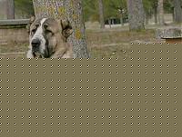 Click image for larger version

Name:	gurgun.jpg
Views:	154
Size:	18.8 KB
ID:	15970525