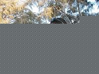 Click image for larger version

Name:	w.jpg
Views:	488
Size:	50.5 KB
ID:	15972536