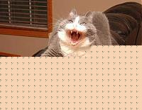 Click image for larger version

Name:	scary_big_cat.jpg
Views:	69
Size:	30.2 KB
ID:	15973194