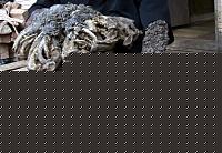 Click image for larger version

Name:	orig_C_0_fotogallery_2926_listaorizzontale_foto_3_fotoorizzontale.jpg
Views:	178
Size:	80.5 KB
ID:	15974326