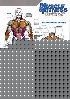 Click image for larger version

Name:	Tavola anatomica.jpg
Views:	1967
Size:	141.9 KB
ID:	15975129
