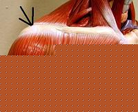 Click image for larger version

Name:	Spalla-2a.jpg
Views:	142
Size:	32.1 KB
ID:	15976420