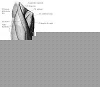 Click image for larger version

Name:	muscol1.jpg
Views:	180
Size:	25.2 KB
ID:	15976502