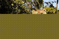 Click image for larger version

Name:	ligeringrass.jpg
Views:	332
Size:	49.4 KB
ID:	15977039