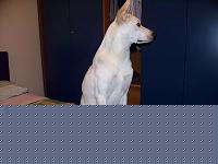 Click image for larger version

Name:	Immagine 004 [].jpg
Views:	92
Size:	33.9 KB
ID:	15977222