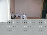 Click image for larger version

Name:	Immagine 008 [].jpg
Views:	97
Size:	30.5 KB
ID:	15977223