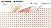 Click image for larger version

Name:	Illu_muscle_structure.jpg
Views:	1479
Size:	45.5 KB
ID:	15983960