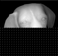 Click image for larger version

Name:	cane.JPG
Views:	722
Size:	26.5 KB
ID:	15993991