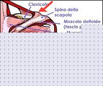 Click image for larger version

Name:	confitto-acromiale_clip_image002.jpg
Views:	99
Size:	25.2 KB
ID:	15994236