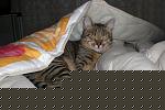 tigre