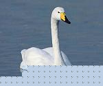 cigno
